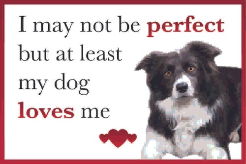 Funny dog loves - me, border