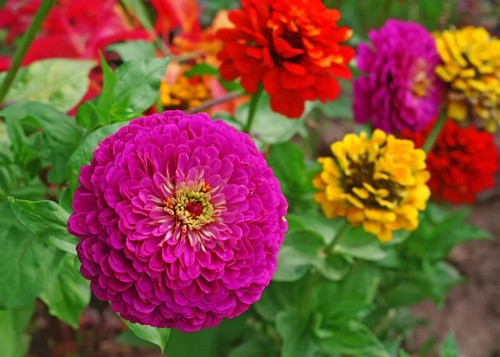 Semi mix zinnia fior - zinnia,