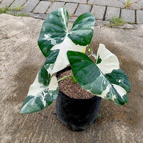 Alocasia macrorrhiza - alocasia,