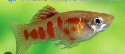 Guppy endler ginga gold - ginga,