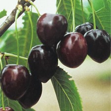 Pianta frutto ciliegia - pianta,