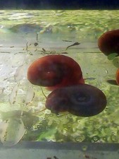 15 lumache Planorbarius