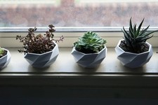 4 x Fioriera Succulenta