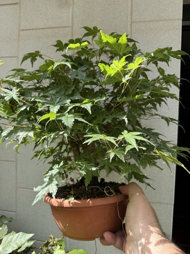 Acero palmato bonsai - acero,