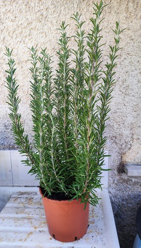 Pianta rosmarino aromatico - pianta,