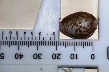 CONCHIGLIA CYPREIDI CYPRAEA HELVOLA SOMALA (COD. 97)