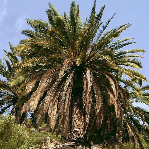 Phoenix canariensis 10 semi - phoenix,