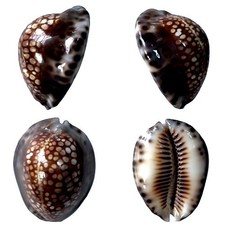 Cypraea depressa f. dispersa, Tulear, Madagascar, 42,7 mm, XL, EXTRA!