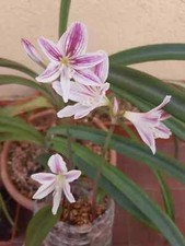 Eithea blumenavia 1 Bulb, Offset about 1cm. Hippeastrum, Amaryllis. RARE.