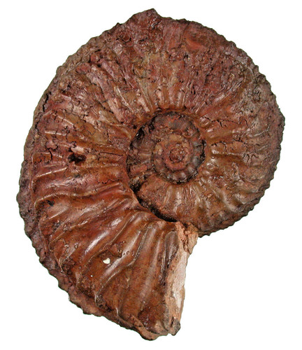 Malm cardioceras - malm,
