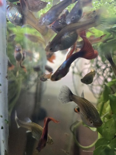 Guppies misti pesci acqua - 20, d'acqua