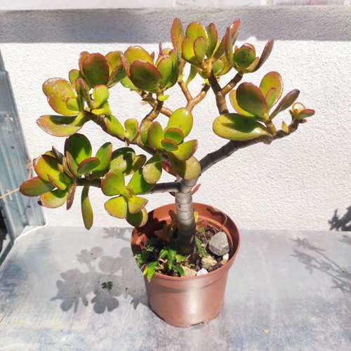 Vaso cm crassula - 17,