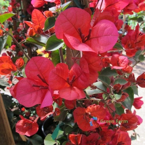 Semi bouganville rossa - bouganville,