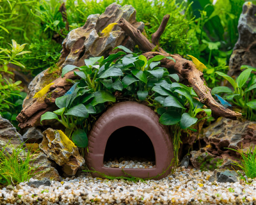 Anubias home grotta - anubias,