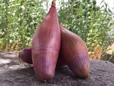 70 SEMI DI SCALOGNO FRANCESE