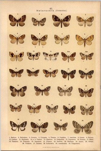 Lithographie schmetterlinge - lithographie,