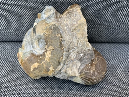 Sigaloceras bivalve - +,