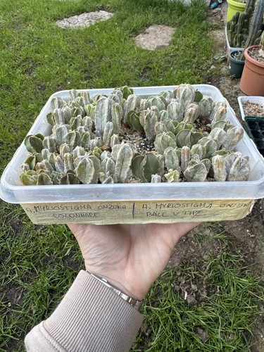 Astrophytum miryostigma onzuka - astrophytum,