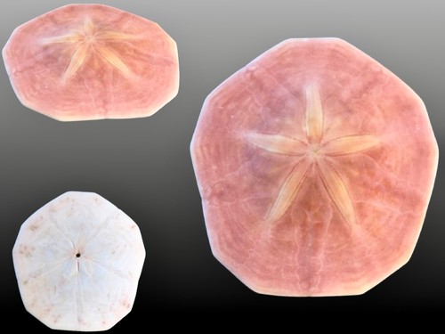Leganidae peronella lesueuri - peronella,