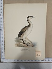 Stampa Antica Primi 900 Uccelli Caccia Fauna Animali Selvatici 