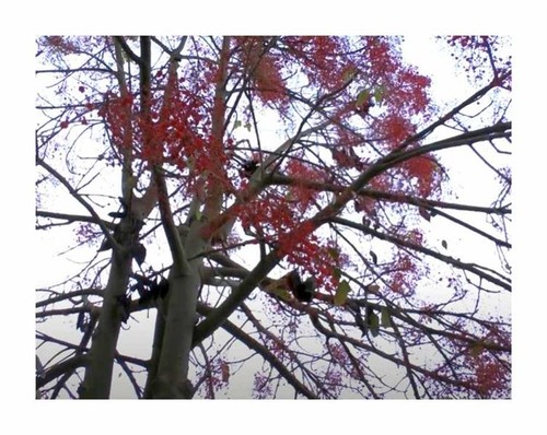 Brachychiton acerifolius - 5x,