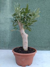 Ulivo Bonsai Vaso 15x8 - Olivo Olea europea Bonsai - Pianta Ornamentale