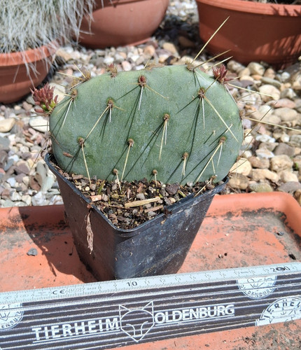 Opuntia spec huben cactus - opuntia,