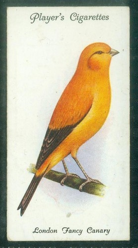 Bird card 013 1933 - card,,