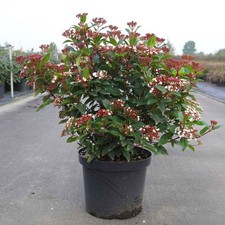 Viburno tino "Viburnum tinus"