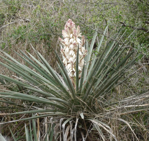 Yucca treculeana 20cm - treculeana, 15-20cm