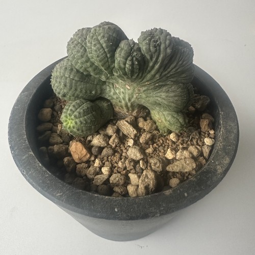 Rara pianta succulenta viva