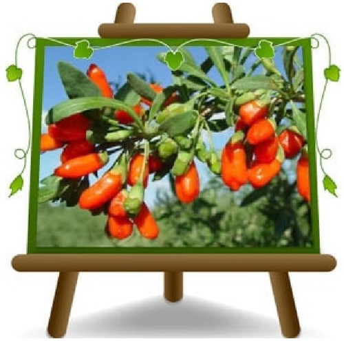 Goji barbarum pianta - , da