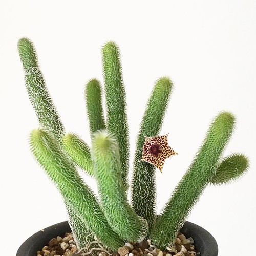 Pianta succulenta teste - succulenta,