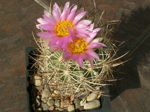 Sclerocactus wetlandicus - , lz