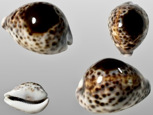 Cypraea tigris ionthoides
