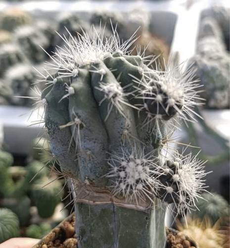 🌵Cactus-succulenta-raro-clo