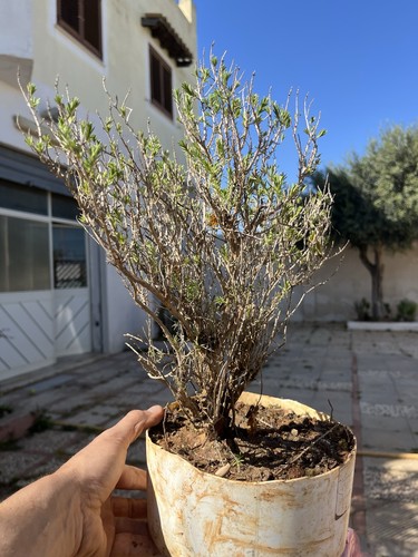 Bonsai timo thymus vulgaris - bonsai,