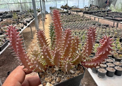 Huernia nastro rosso - , x'