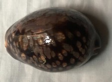Conchiglia cypraea ciprea - cypraea, cm