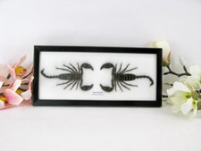 2 veri scorpioni neri -