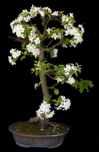 Bonsai melo ornamentale - melo,