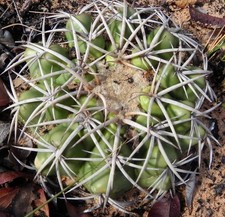 Discocactus catingicola var nigriseatosus SEEDS - XT9 - SEMI di Cactus Raro