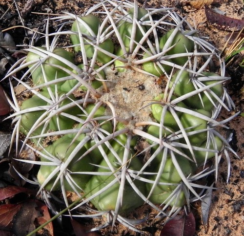 Discocactus catingicola var