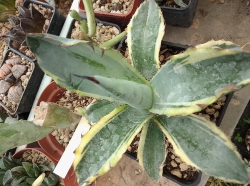 Agave titanota black - agave, blue