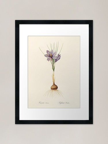 Croco zafferano crocus - zafferano,