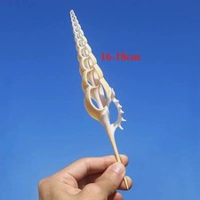 1pcs 16-18cm Naturale Martin