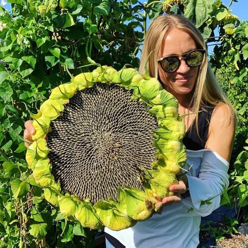 Semi girasole gigante - 15,