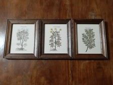 Set 3 acquerelli vintage erbe officinali con cornici in legno