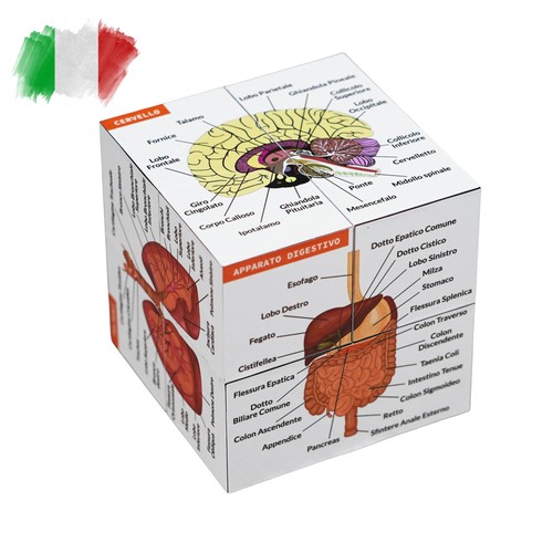 Cubo studio anatomia umana - cubo, di