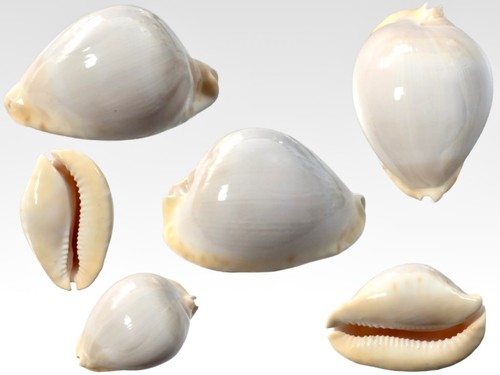 Cypraea zoila thersites - zoila,